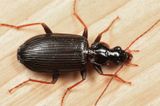 Platynus opaculus