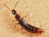 Gabrius ovaliceps