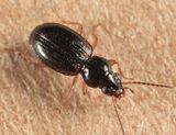 Bembidion semicinctum