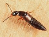 Gabrius micropthalmus