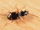 Bembidion quadrimaculatum oppositum
