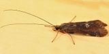 Cheumatopsyche campyla