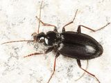 Agonum placidum