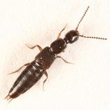 Gabrius picipennis