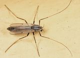 Glyptotendipes paripes