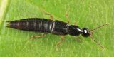 Gabrius fallaciosus