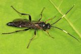 Cratichneumon viator acerbus