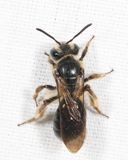 Andrena crataegi