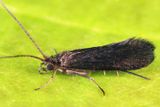Lype diversa