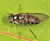 Parasyrphus sp.