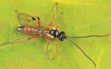 Orthizema sp.