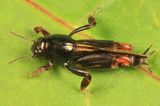 Larger Pygmy Mole Grasshopper (Tridactylidae) - Neotridactylus apicialis