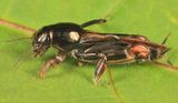 Larger Pygmy Mole Grasshopper (Tridactylidae) - Neotridactylus apicialis