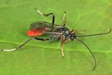 Idiolispa aestivalis