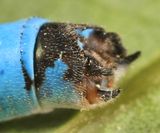 Enallagma vernale (male)