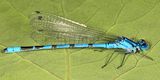 Enallagma vernale (male)