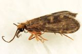 Wormaldia moesta
