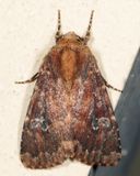 10266 - German Cousin - Sideridis congermana