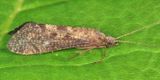 Hydropsyche slossonae