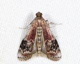 5995 - American Plum Borer - Euzophera semifuneralis