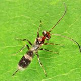 Gelis tenellus