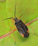 Polymerus fulvipes