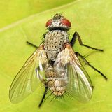 Campylocheta teliosis