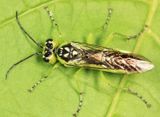 Rhogogaster californica