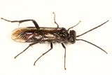 Macrophya macgillivrayi