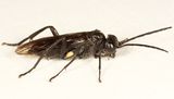 Macrophya macgillivrayi
