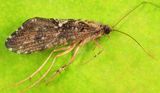 Rhyacophila fuscula