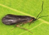 Homoplectra doringa