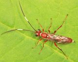 Pseudoplatylabus townesi