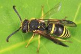 Ancistrocerus sp.