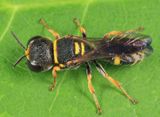 Ectemnius scaber