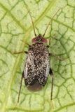 Phoenicocoris rostratus