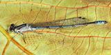 Hagens Bluet - Enallagma hageni