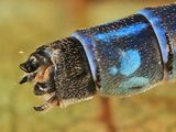 Hagens Bluet - Enallagma hageni