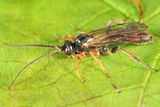 Glyphicnemis vulgaris