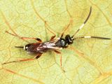 Oresbius sp.