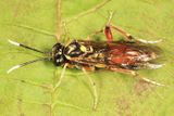 Macrophya varia