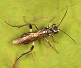 Pachyprotasis rapae