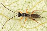 Isdromas sp.