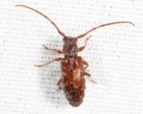 Eupogonius tomentosus