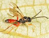 Oresbius fulvibasis