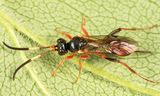 Medophron sp.