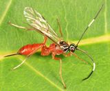 Ischnus inquisitorius atricollaris (female)