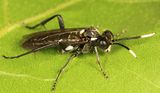 Macrophya trisyllaba