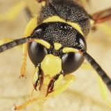 Ancistrocerus catskill