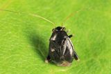 Halticus intermedius